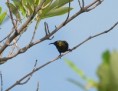 /album/photogallery/copper-sunbird-jpg/